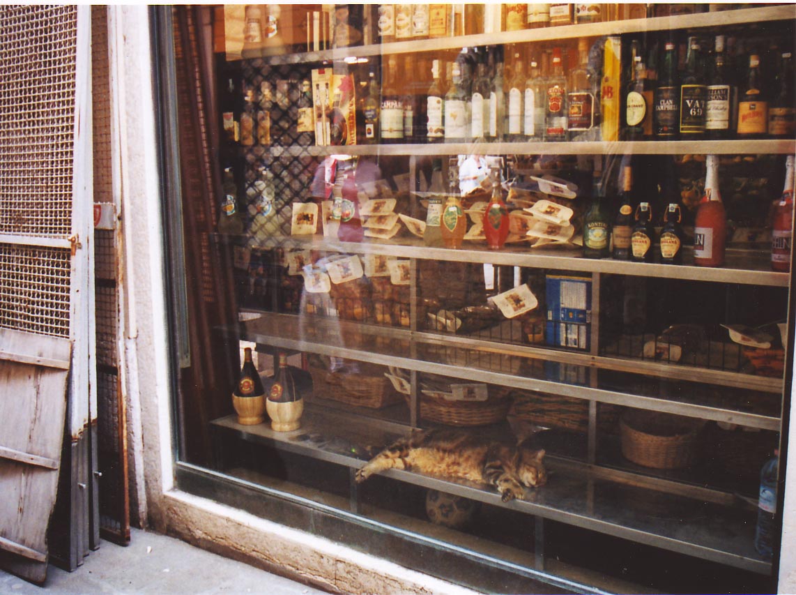 Venice store cat